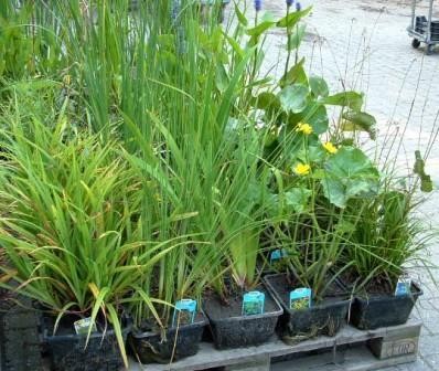 Vijverplanten in mand, zone 0-20 cm, per 4 manden, diverse sets/soorten