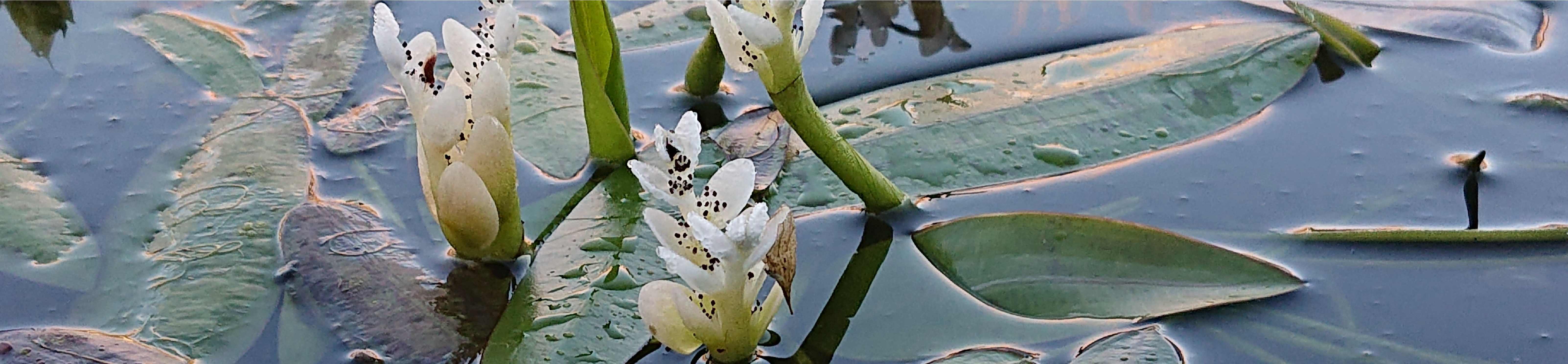 Vijverplanten middenzone