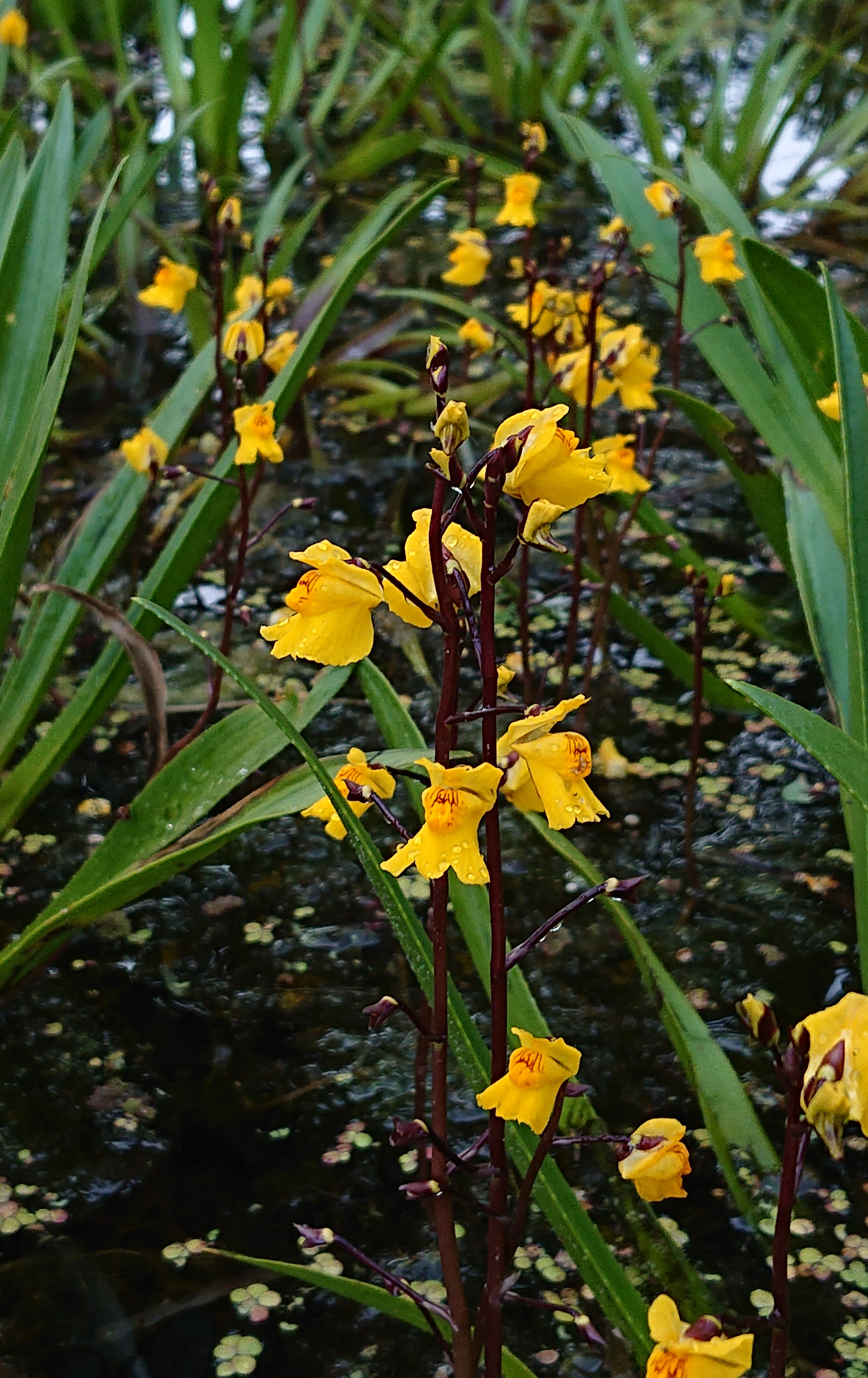Inheemse Zuurstofplanten en Onderwaterplanten