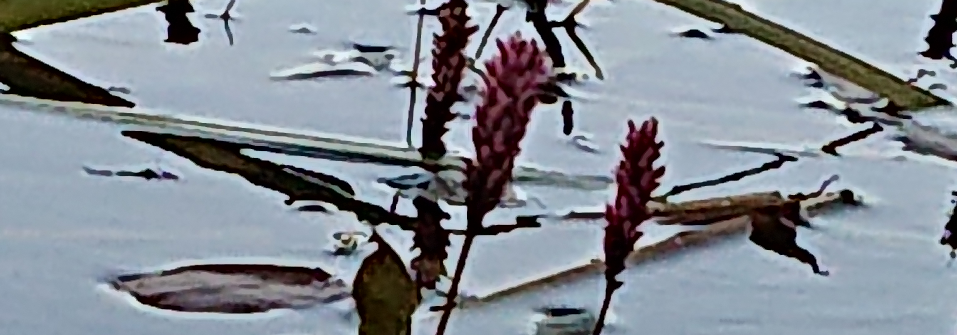 Vijverplanten los (zelf opplanten) voor de diepe zone 60 tot 100 cm Vijverplanten los (zelf opplanten) voor de diepe zone 60 tot 100 cm