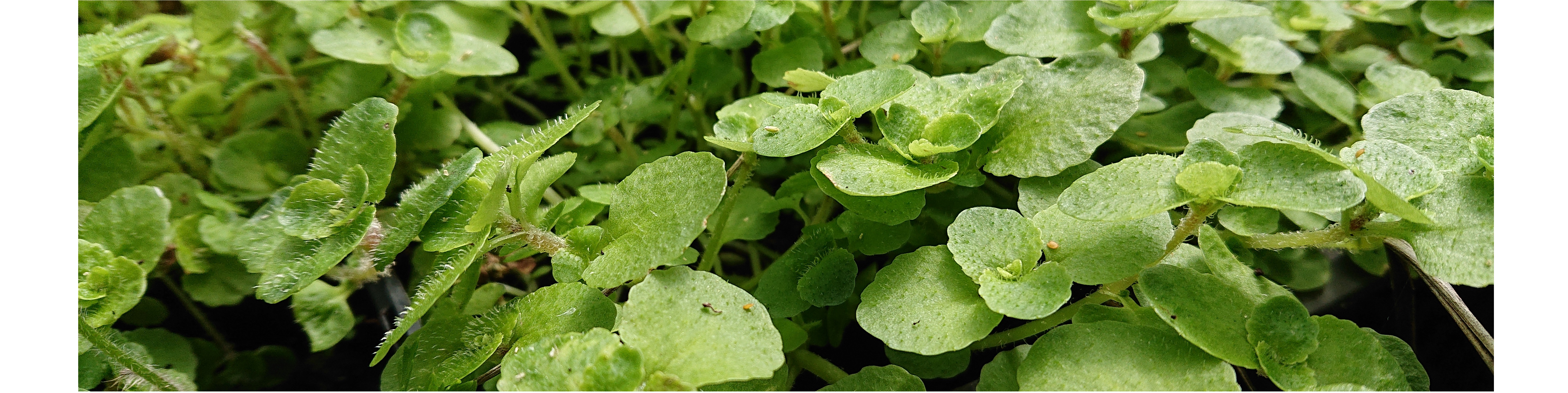 Vijverplanten ondiep