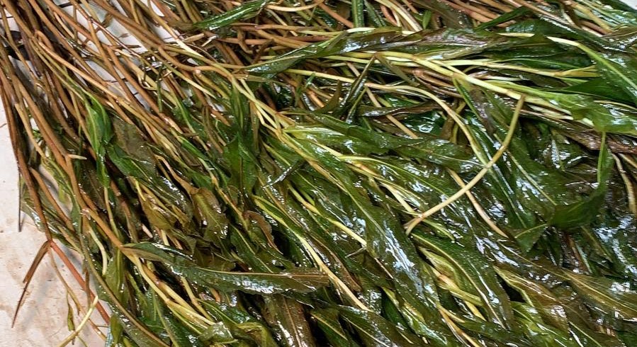 Zuurstofplanten bundels