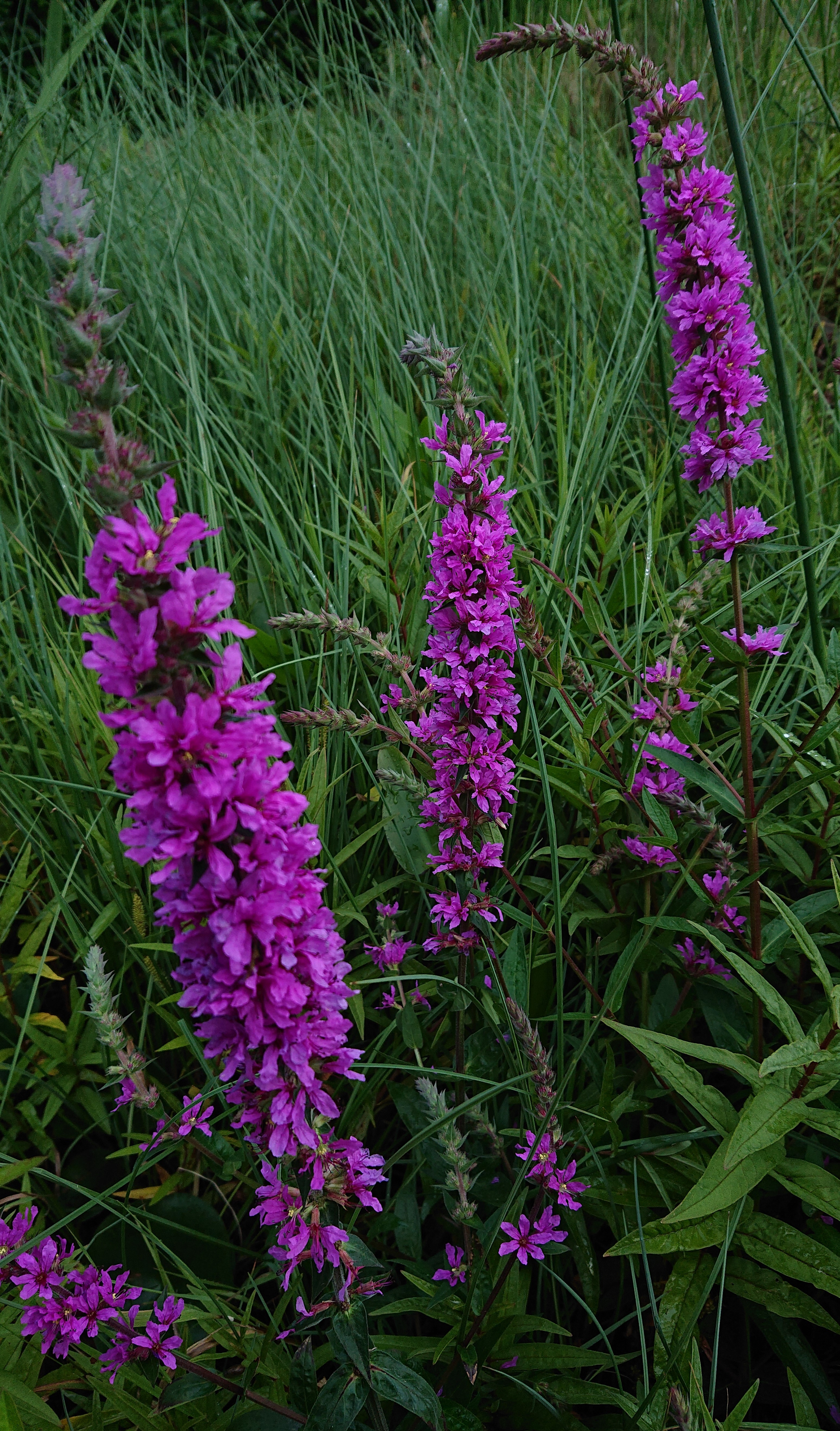 Inheemse Oeverbeplanting