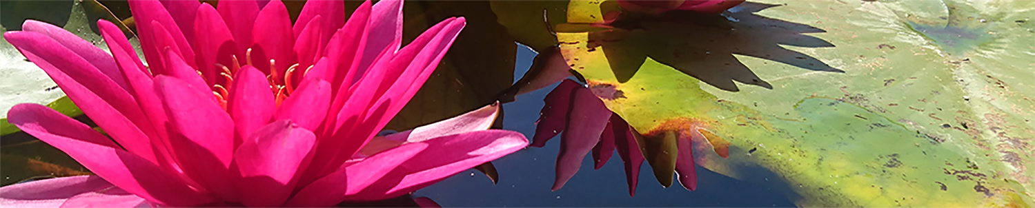 Waterlelies