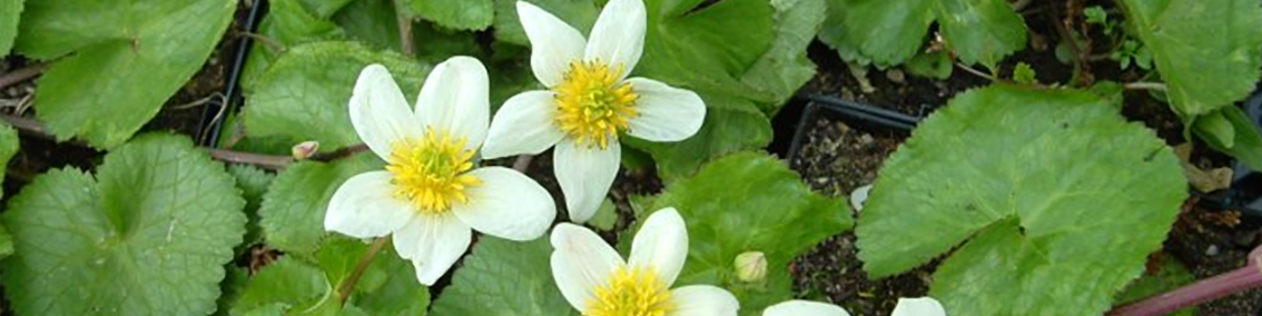Natuurlijke Oeverbeplanting
