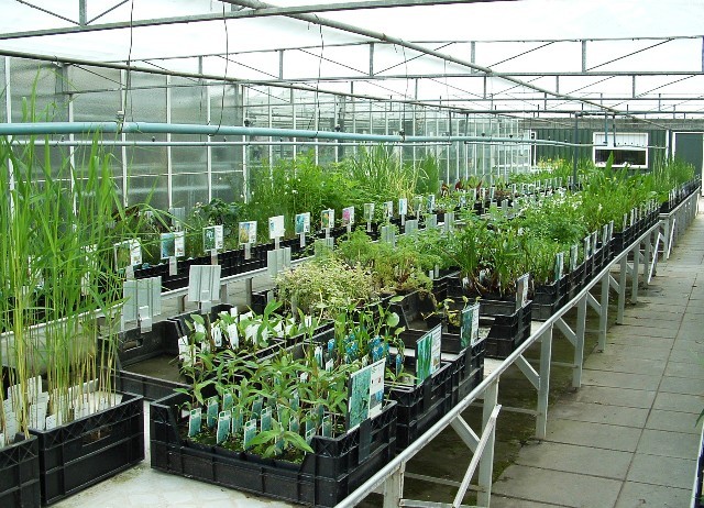 Vijver en moerasplanten, ondiepe zone, per 3 stuks (zelf inplanten)